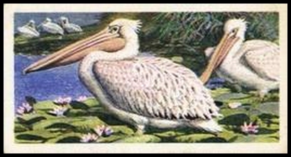 2 Pink Backed Pelican